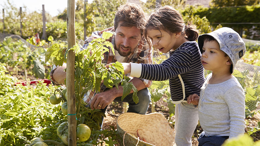 Kids picking tomatoes from garden