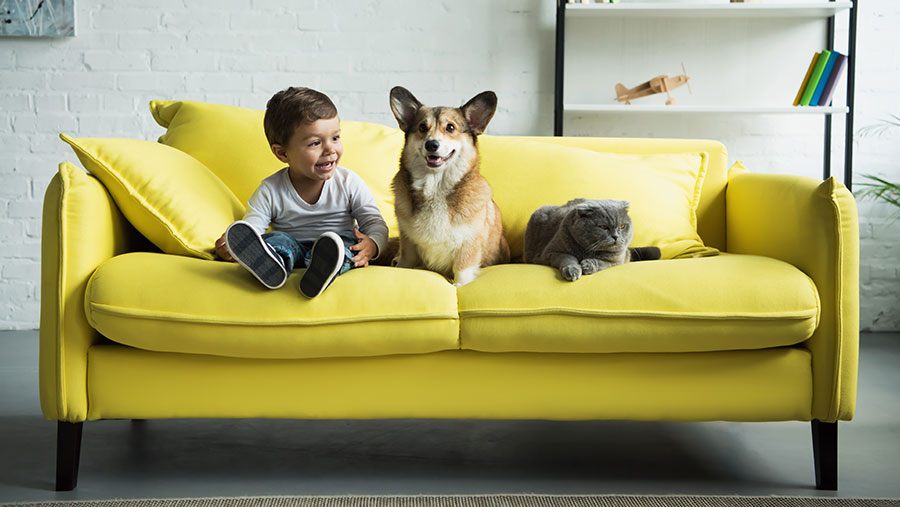 Boy with corgi and cat on a couch