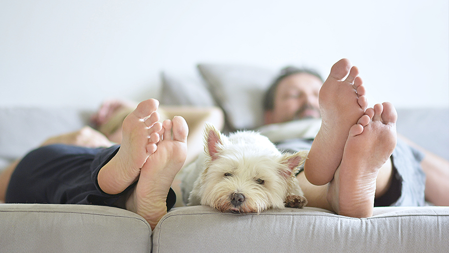 Couple sleeping with dog